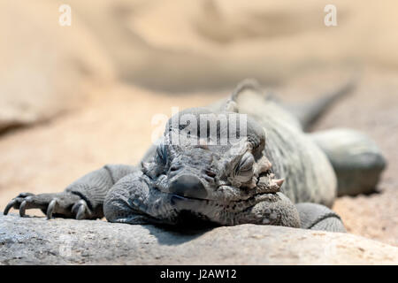 Rinoceronte (iguana Cyclura cornuta) posa in sabbia Foto Stock