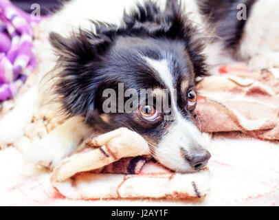 Piuttosto in bianco e nero cane guarda gli occhi di fedeli a casa Foto Stock
