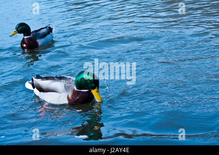 Le anatre bastarde nuotare in un fiume Foto Stock