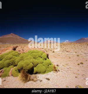 Idilliaco di colpo il paesaggio del deserto contro il cielo blu e chiaro sulla giornata di sole, Altiplano, Bolivia Foto Stock