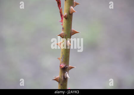 Viola spine da rose bush Foto Stock