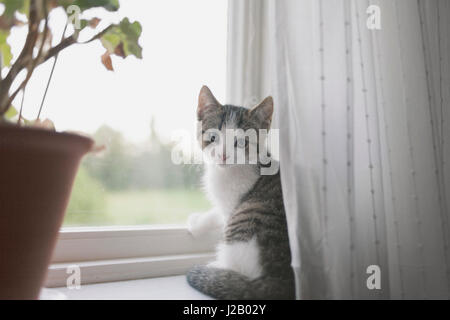 Ritratto di gatto seduto sul davanzale della finestra Foto Stock