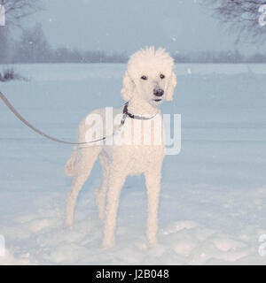 Ritratto di barboncino in piedi in campo nevoso Foto Stock
