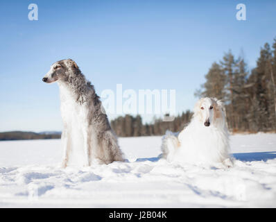 Cane cani che guarda lontano mentre è appoggiato in coperta di neve campo contro il cielo blu chiaro Foto Stock