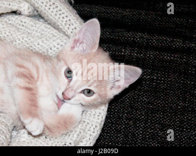 Angolo alto ritratto di gatto leccare zampa sul divano Foto Stock