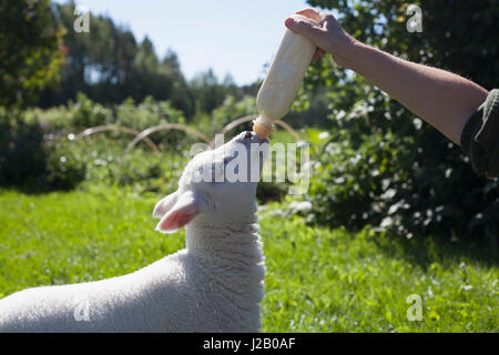 Man mano dell agnello di alimentazione con bottiglia di latte sull'erba Foto Stock