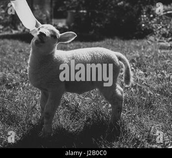 Agnello di latte da bere da una bottiglia di erba Foto Stock