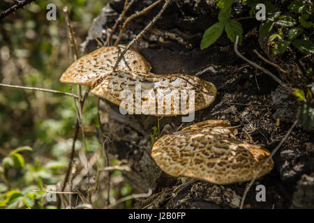 Staffa funghi che crescono sul marciume ceppo di albero Foto Stock