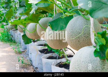 Primo piano di Melone / Melone muschio/ Cucumis melo L. VAR. Cantalpensis/ Cucurbitaceous Foto Stock