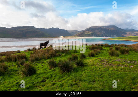 Wild Atlantic modo vicino a Ardara, County Donegal, Irlanda. Cavallo nero nel paesaggio Foto Stock