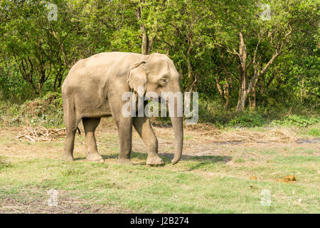 Un elefante femmina (Elephas maximus indicus) è percorribile a piedi in Chitwan il parco nazionale Foto Stock