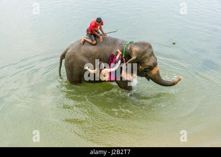Un elefante (Elephas maximus indicus) è gettare un turista donna nel fiume rapti in Chitwan il parco nazionale Foto Stock