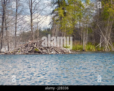 Beaver lodge a un lago in una giornata di vento. Foto Stock