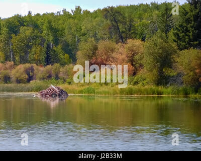 Beaver lodge su un lago in Saskatchewan. Foto Stock