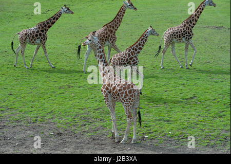 Le giraffe a longleat safari park Foto Stock