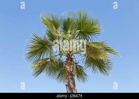 Palm tree in Palma de Mallorca, Spagna Foto Stock