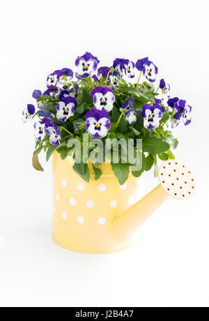 Primo piano di un giallo annaffiatoio con la polka dots riempito con viola pansy Fiori su fondo bianco. Foto Stock