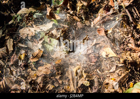 Imbuto selvatici spider nest, dalla foresta amazzonica del Brasile. Foto Stock