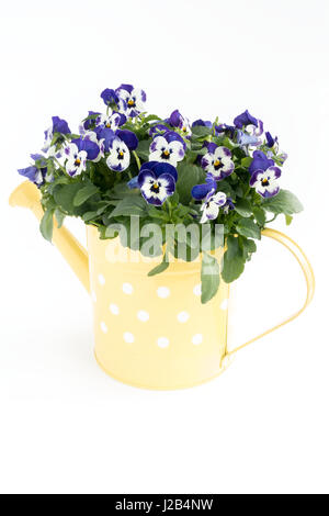 Viola pansy fiori in un piccolo giallo decorativo annaffiatoio su sfondo bianco. Foto Stock