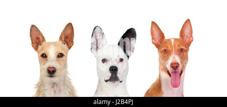 Diversi cani guardando la fotocamera con le sue grandi orecchie isolata su uno sfondo bianco Foto Stock