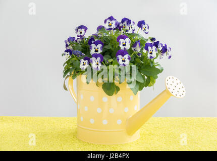 Viola pansy fiori in un piccolo giallo annaffiatoio sul verde lime e lo sfondo grigio. Foto Stock