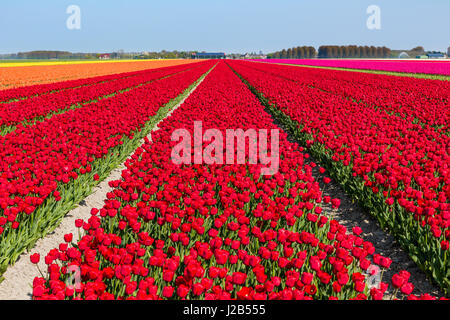 Fioritura campi di tulipani in una giornata di sole in Olanda con principalmente rosso, arancione e rosa tulipani. Foto Stock