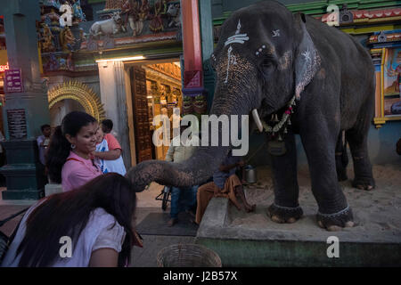 Un elefante con il suo tronco benedice i devoti in cambio di un qualche monete Foto Stock