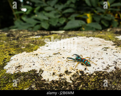 Close up di un po' di peacock spider come camminare su una roccia a Paraty, Rio de Janeiro, Brasile. Foto Stock