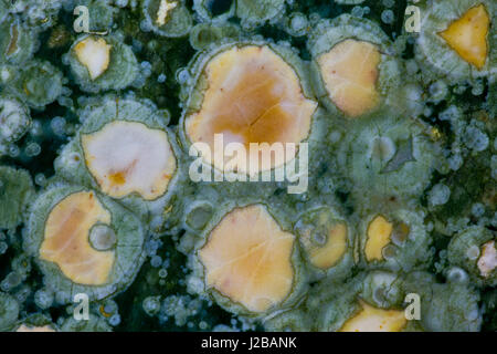 Ocean Jasper dal Madagascar Foto Stock