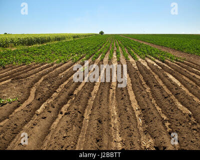 KRAPETS, BULGARIA, luglio 15, 2016: il campo con lunghi solchi. Foto Stock