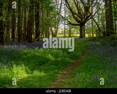 Un bosco di primavera in Joans acri di bosco vicino a Hinton Ampner, Hampshire Foto Stock