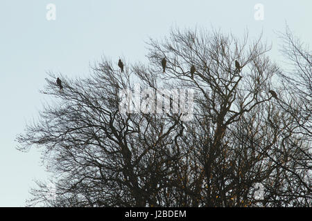 Aquilone rosso, Harewood, Yorkshire Foto Stock