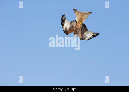 Nibbio reale (Milvus milvus) adulto, in picchiata, West Yorkshire, Inghilterra, Marzo Foto Stock