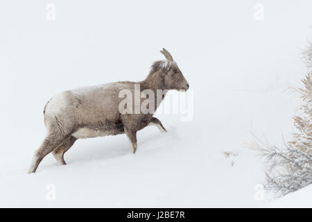 Rocky Mountain Bighorn / Dickhornschaf ( Ovis canadensis ) in inverno, femmina adulta, camminare su per una collina, neve profonda, condizioni meteorologiche avverse Yell Foto Stock