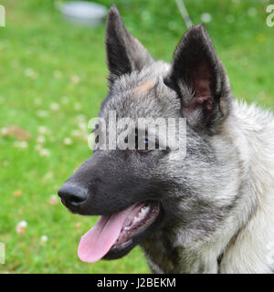 Ritratto di elkhound norvegese Foto Stock