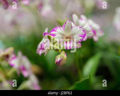 Primo piano della Dendrobium Orchid Flower Foto Stock