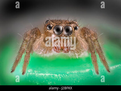 Malaysia jumping spider, Salticidae, alta macro 'stacked' immagine, vista frontale che mostra gli occhi & palpi. Foto Stock