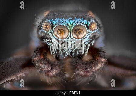 Malaysia jumping spider, Salticidae, alta macro 'stacked' immagine, irridescent come scale Foto Stock