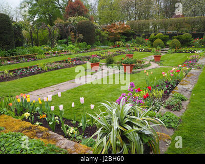 Chenies Manor Sunken garden a metà aprile che mostra i tulipani freschi aiuole di fiori, luminoso prato verde intorno al laghetto ornamentale. Foto Stock