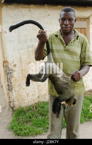 La carne di animali selvatici, Femmina de Brazzà (scimmia Cercopithecus neglectus), Strada Brazzaville di Mbomo (N2), Repubblica Democratica del Congo Foto Stock