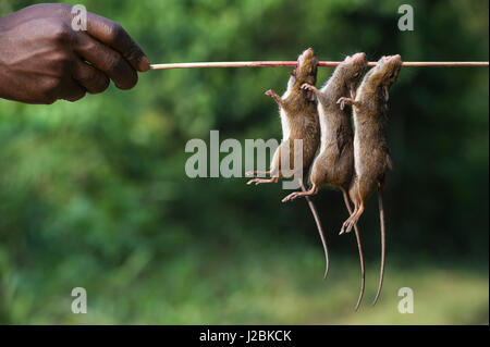 In casa crossbow a sparare ratti, Mbomo, Odzala Kokoua, Parco Nazionale, Repubblica Democratica del Congo Foto Stock