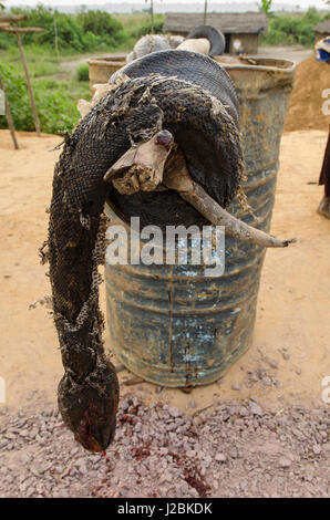 African rock (Python Python sebae) uccisi per la carne di animali selvatici, Strada Brazzaville di Mbomo (N2), Repubblica Democratica del Congo Foto Stock