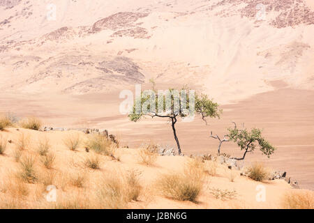 Africa, Namibia, Northwestern Namibia, Kaokoveld, Hartmann's Valley. Alberi su di una collina che si affaccia sul Hartmann's Valley. Foto Stock