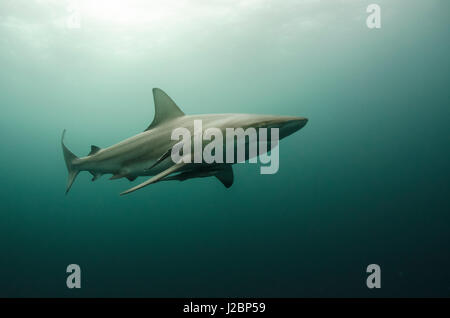 Oceanic Black tip shark (Carcharhinus limbatus) e remora, immersioni con squali, Umkomaas, KwaZulu-Natal, Sud Africa Foto Stock