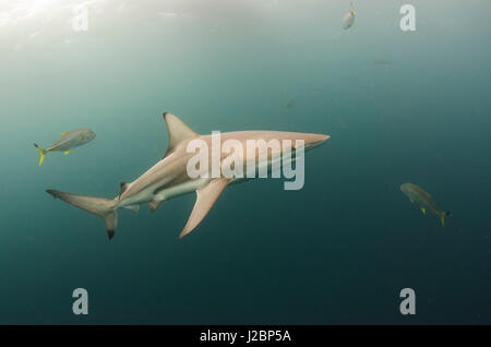 Oceanic Black tip shark (Carcharhinus limbatus) e remora, immersioni con squali, Umkomaas, KwaZulu-Natal, Sud Africa Foto Stock