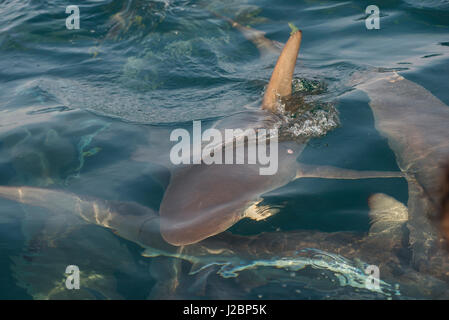 Oceanic Black tip shark (Carcharhinus limbatus), immersioni con squali, Umkomaas, KwaZulu-Natal, Sud Africa Foto Stock