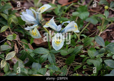 Iridi blu nel suolo. Olandese Iris, Iris hollandica Foto Stock