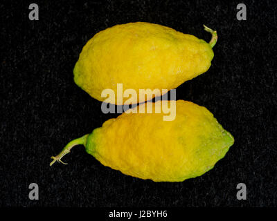 Piretti cedrat Limoni Agrumi Foto Stock