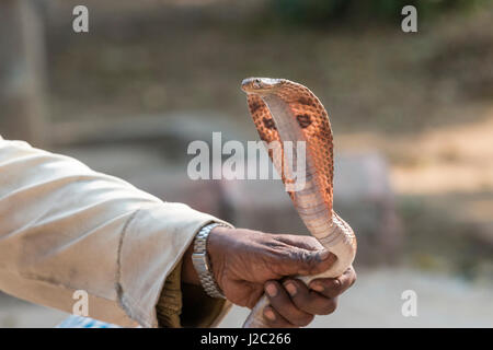 Il serpente incantatore. Villaggio. Fatehpur Sikri. Bharatpur. Il Rajasthan. India. Foto Stock