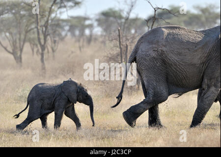 Giovane Elefante africano (Loxodonta africana) camminare dietro la madre nel parco nazionale del Serengeti, Tanzania. Foto Stock